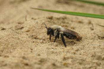 Snuitwandeling Wilde Bijen