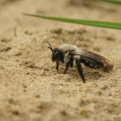 Snuitwandeling Wilde Bijen - AFGELAST